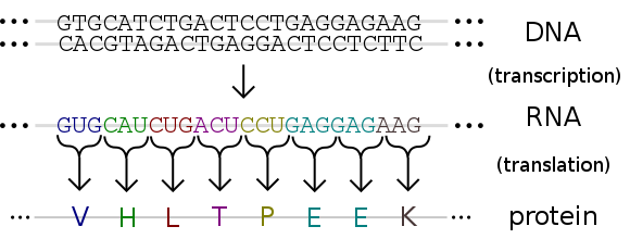 LEAP: (Machine) Learning from Evidence to Assess Pathogenicity